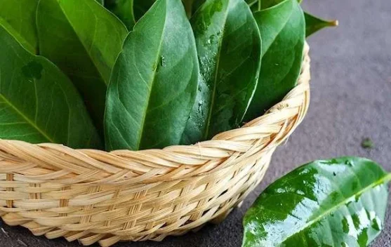 Manfaat Daun Salam untuk Kesehatan  yang Jarang Kita Ketahui