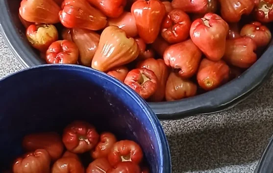 Jambu Air Thailand dan Prospek