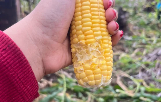 Mitos Jagung Manis yang Terbantahkan