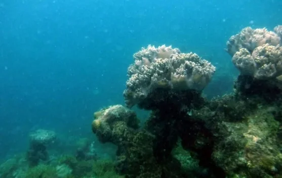 "Mengadopsi Harapan dari Dasar Laut Natuna"