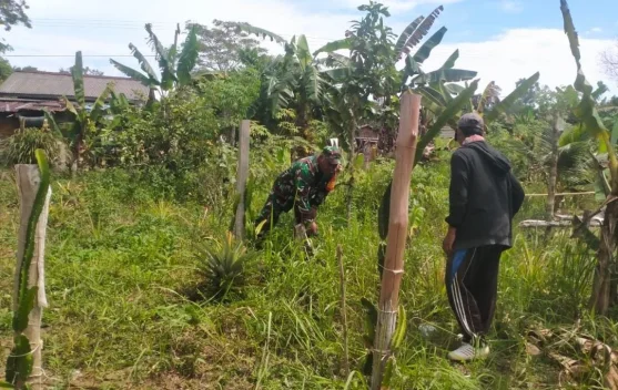 Pererat Kebersamaan, Babinsa Semedang Bantu Warga Bersihkan Kebun