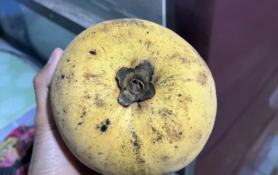 Mentega, Buah Langka yang Kaya Antioksidan