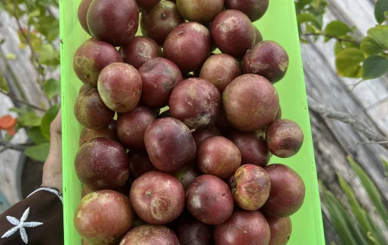 Buah Rukam, Tanaman Langka Berkhasiat Obat dan Kaya Manfaat