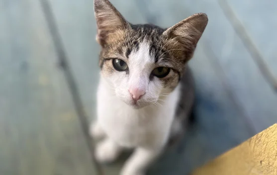 Tips Merawat Kucing di Rumah