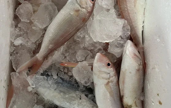 Tips Menympan Ikan agar Tetap Segar dan Tidak Cepat Busuk