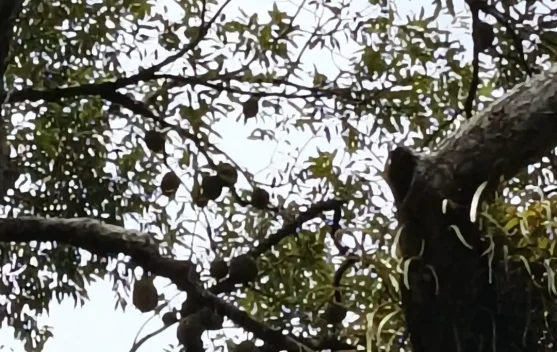 Pohon Durian Kampung Usia Ratusan Tahun