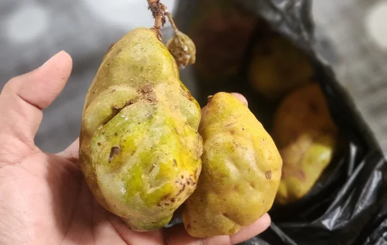 Mengenal Buah ''Jambu Asok'', Si Asam Manis yang Kaya Vitamin C