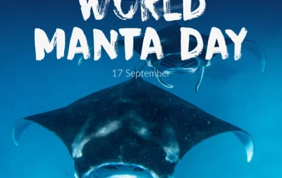 Hari Manta Sedunia Setiap 17 September, Simak Sejarahnya dan Tema 2026