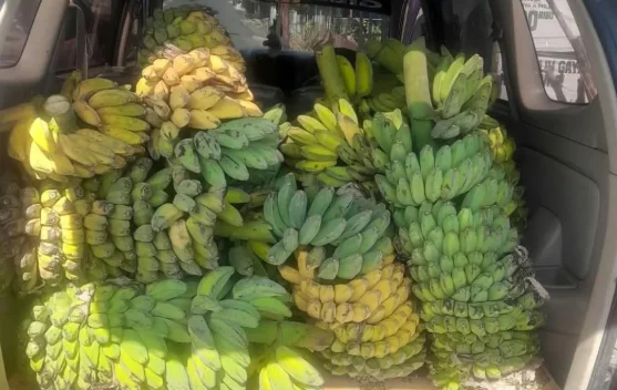 Pisang Kepok Natuna