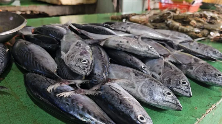 Segini Harga Ikan dan Udang di Pasar Induk Sabang