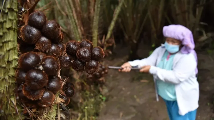 DPRK Nilai Sektor Pertanian Jadi Penopang Ekonomi Baru di Sabang