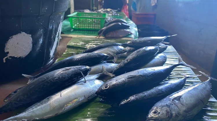 Segini Harga lkan di Pasar Sabang