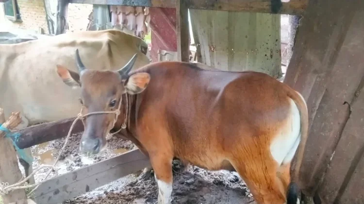 BUMG Gampong Jaboi Kembangkan Usaha Penggemukan Sapi