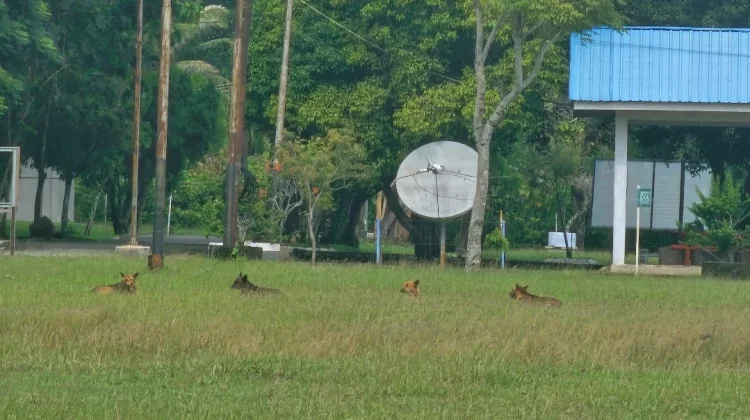 Perbakin Sabang Tunggu Instruksi Dinas Soal Pembasmian Anjing Liar