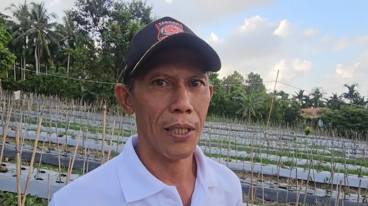 Tahun ini, BUMG Cot Ba’u Kembangkan 8.000 Batang Cabai Merah