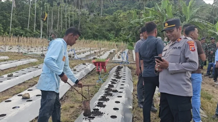 Tanam Cabai dan Sayur, Kapolsek Ajak Warga Perkuat Ketahanan Pangan