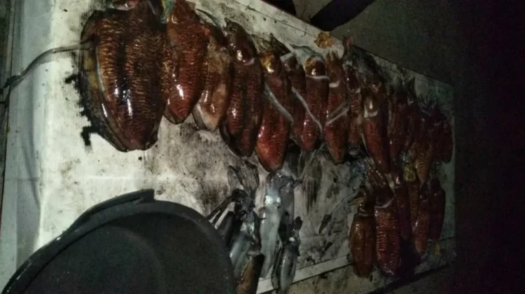 Musim Sotong Tiba, Nelayan Penembak di Sabang Kebanjiran Orderan
