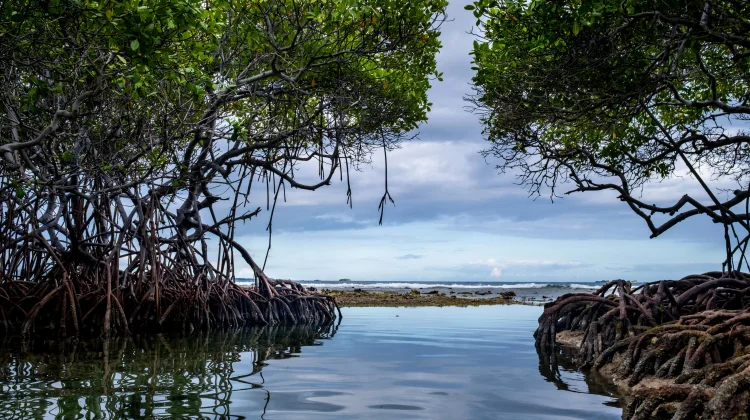 Hutan Mangrove di Aceh Terancam Alih Fungsi Lahan
