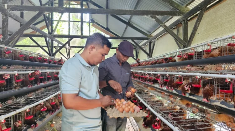 BUMG Ie Meulee Kembangkan Bisnis Ayam Petelur