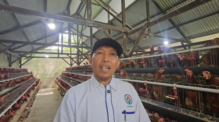 Usaha Ayam Petelur Ie Meulee Dinilai Jadi Contoh Penguatan BUMG di Sabang