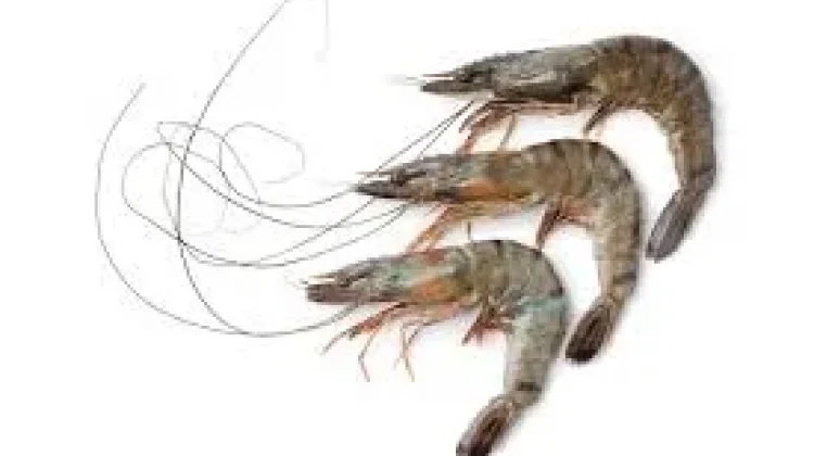 Penurunan Produksi Udang Windu, Stok Alam Belum Pulih