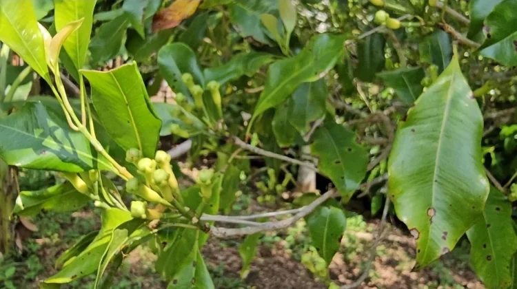 Cuaca Tak Menentu, Panen Cengkeh di Sabang Terancam