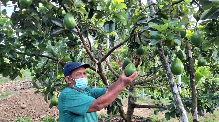 Pensiunan di Sabang Kembangkan Kebun Alpukat