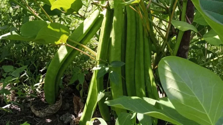 Budidaya Kacang Koro: Mudah dan Menguntungkan