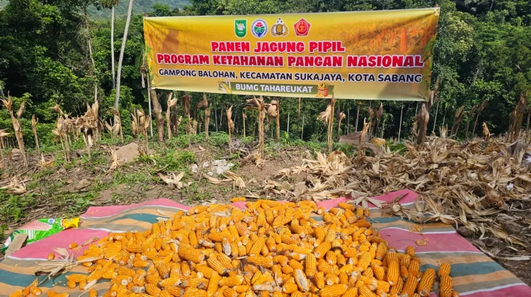 BUMG di Sabang Panen Jagung Pipil hingga Dua Ton