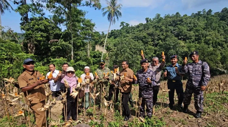 Pemko Sabang Dorong Pengembangan Jagung Pipil Usai Panen Perdana
