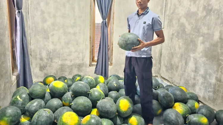 Panen Kedua Capai 5 Ton, Petani Semangka di Sabang Raup Untung Puluhan Juta
