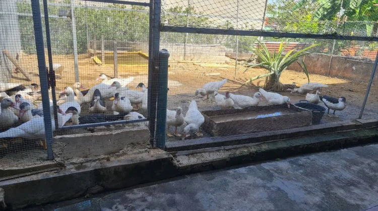 Ketahanan Pangan Desa di Sabang Terus Dikembangkan Lewat BUMG