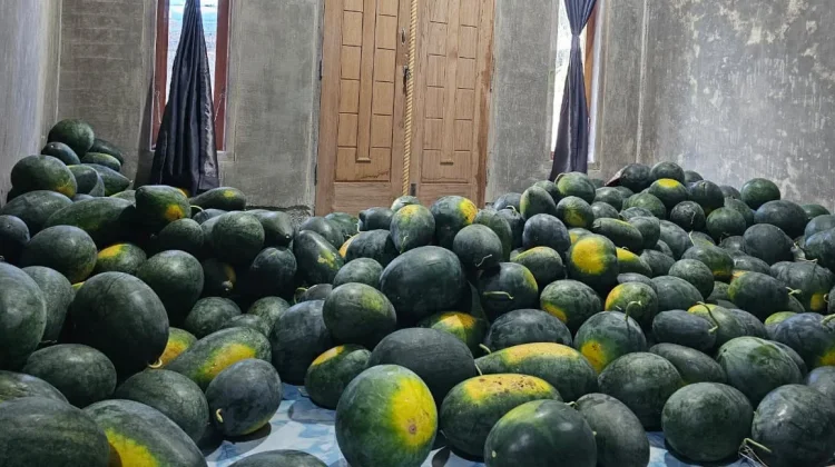 Petani di Sabang Pasok Semangka di Tiga Dapur MBG