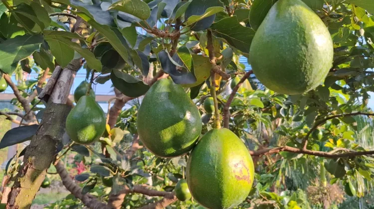 Berbagai Varietas Alpukat Cocok Dikembangkan di Sabang