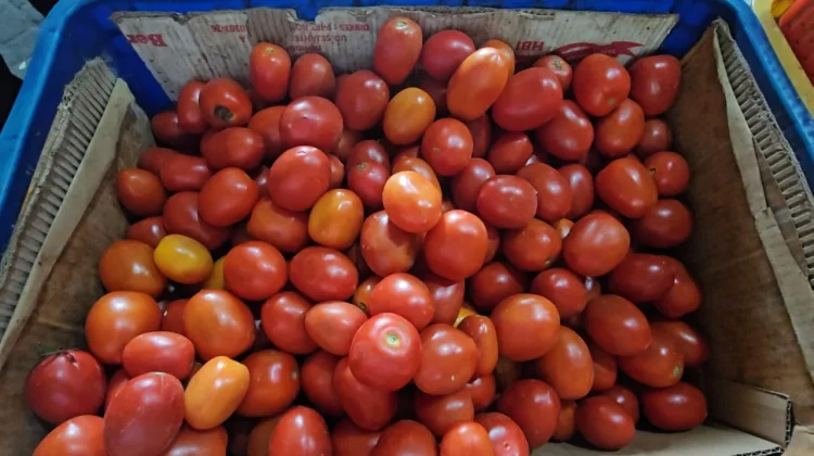 Harga Tomat di Sabang Melonjak, Tembus Rp20 Ribu per Kilogram