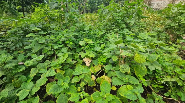 Warga Sabang Mulai Budidayakan Nilam di Pekarangan Rumah