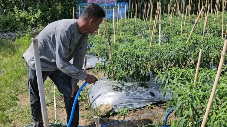 Musim Kemarau, Petani Cabai Cot Ba’u Butuh 8 Ton Air per Hari