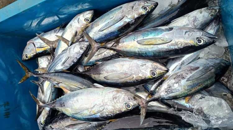 Tangkapan Nelayan Sabang Stabil, Ikan Tongkol Dihargai Rp30 Ribu Perkilogram