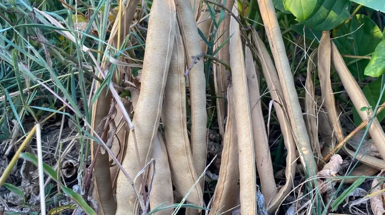 Kacang Koro Perkuat Ekonomi Petani Dari Panen Berkelanjutan