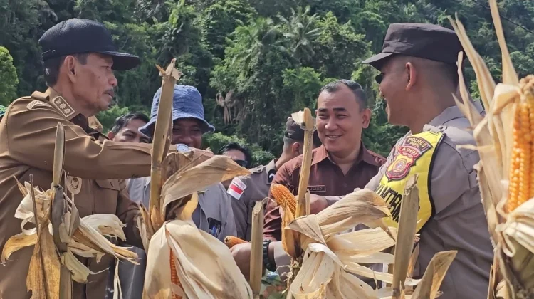 Panen Jagung di Paya Seunara, Sabang Dorong Swasembada Pangan