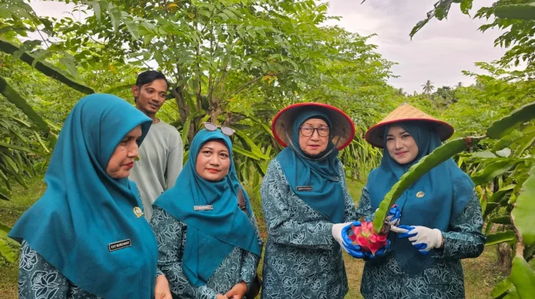 PKK Sabang Dampingi Petani Buah Naga Tingkatkan Produksi