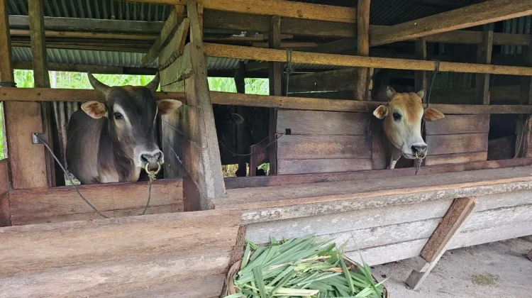 Sabang Siapkan 105 Ekor Sapi untuk Meugang Iduladha