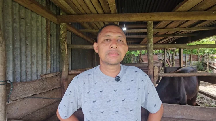 Permintaan Meningkat, Sapi Kurban Peternak Sabang Habis Terjual