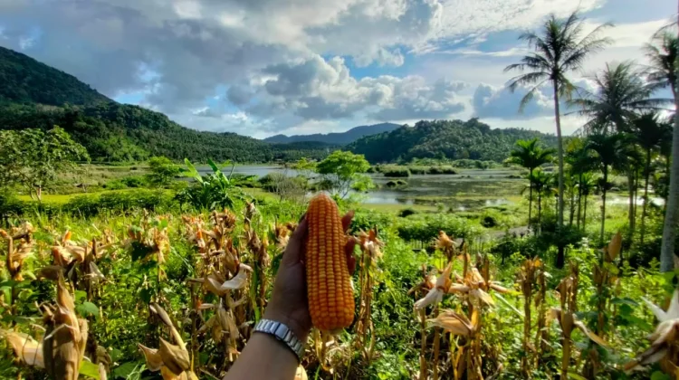 Panen Jagung Pipil Payaseunara Tembus Satu Ton