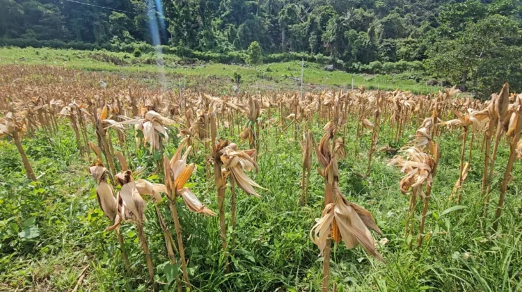 Manfaatkan Lahan Lereng Gunung, Paya Seunara Bidik Budidaya Jagung dan Padi Gogo