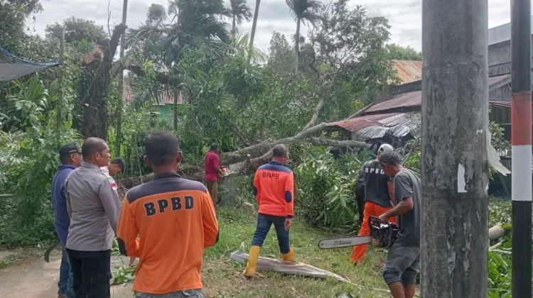Angin Kencang Sebabkan Tumbang Pohon di Sabang