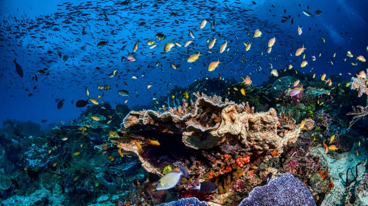 Inspirasi dari Lombok untuk Menyelamatkan Laut Aceh