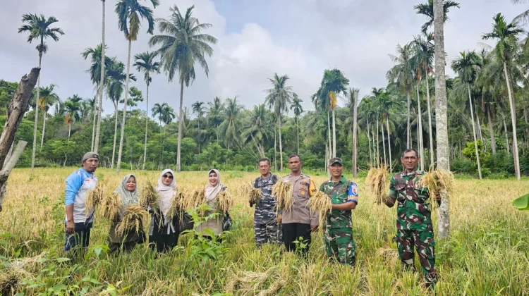 Padi Gogo di Sabang Tetap Panen di tengah Kemarau Ekstrem