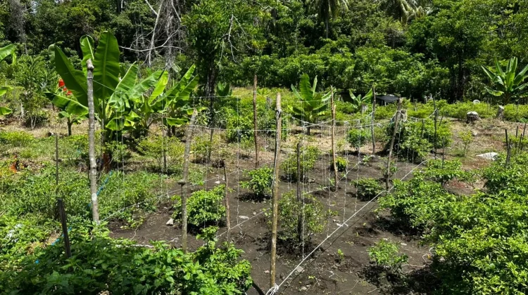 Hama Monyet Jadi Ancaman Serius bagi Petani Hortikultura di Sabang