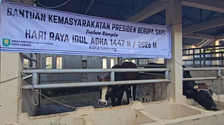 Sapi Bantuan Presiden Disalurkan untuk Warga Kurang Mampu di Sabang